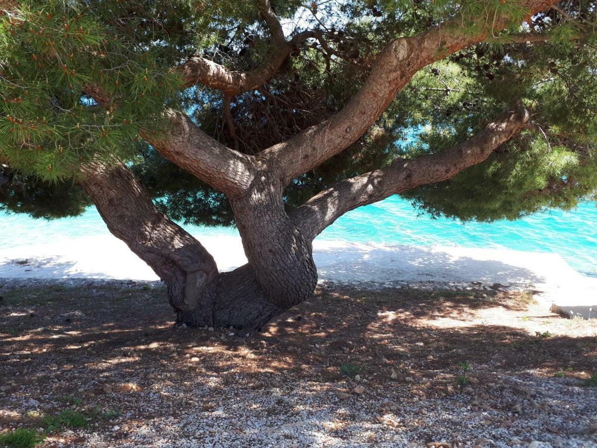 Vacation Home Mirjana Seget Vranjica Εξωτερικό φωτογραφία
